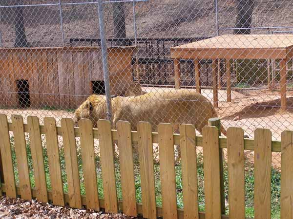 Liger Walking