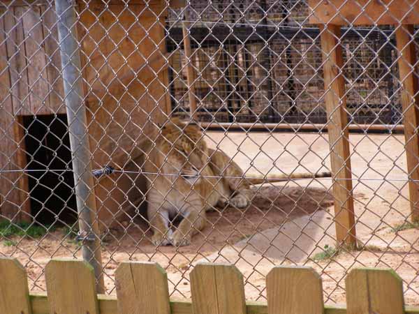 Liger in the Shade