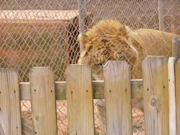 Liger Behind a Fence