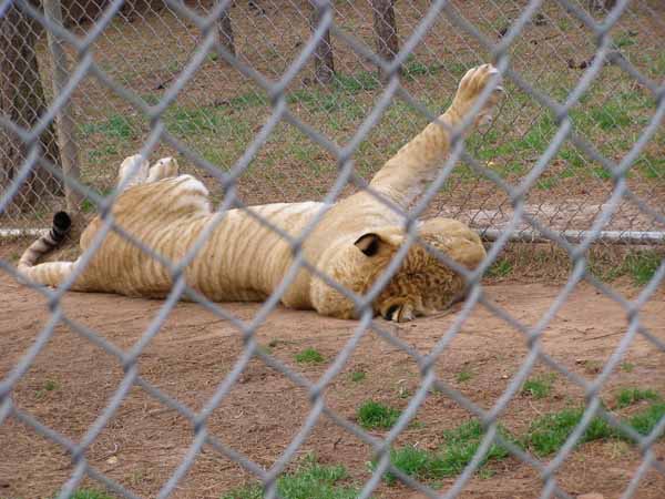 Liger hangin out by the fence