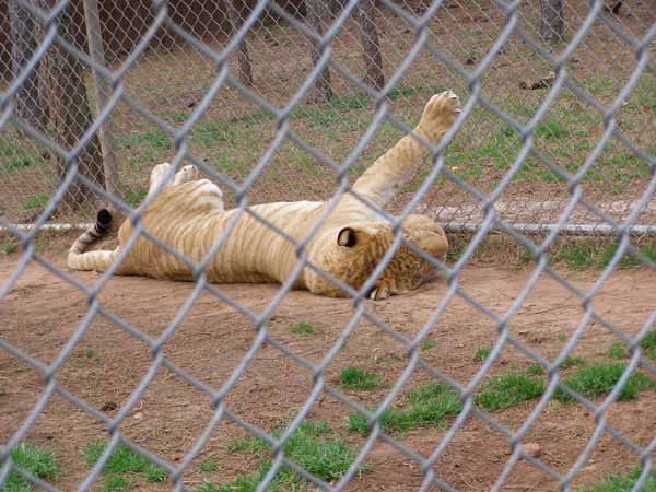 Liger relaxing