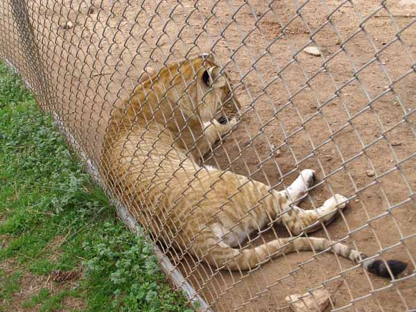 Liger just waking up from a nap