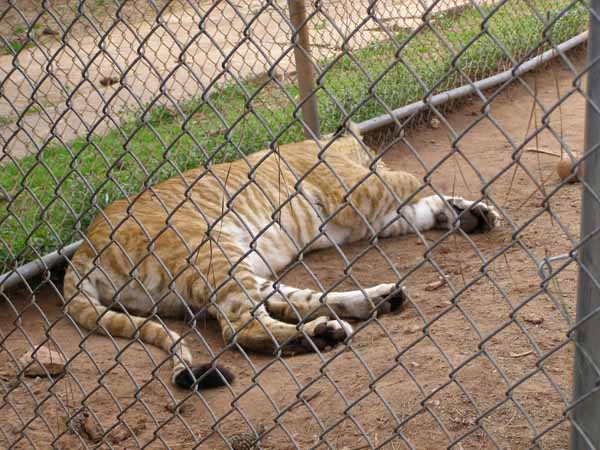 Another Liger taking a nap