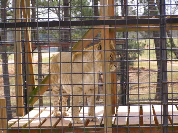 Liger Gets up looking to find another place to nap