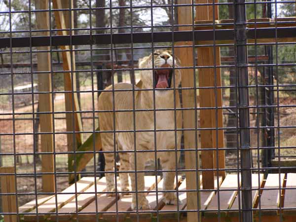 Big Yawn from the Liger