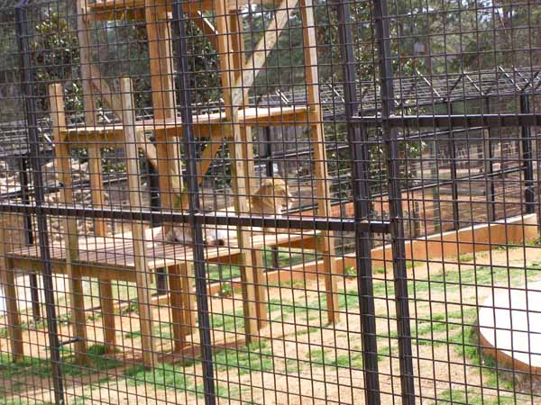 Liger Enjoying the sun